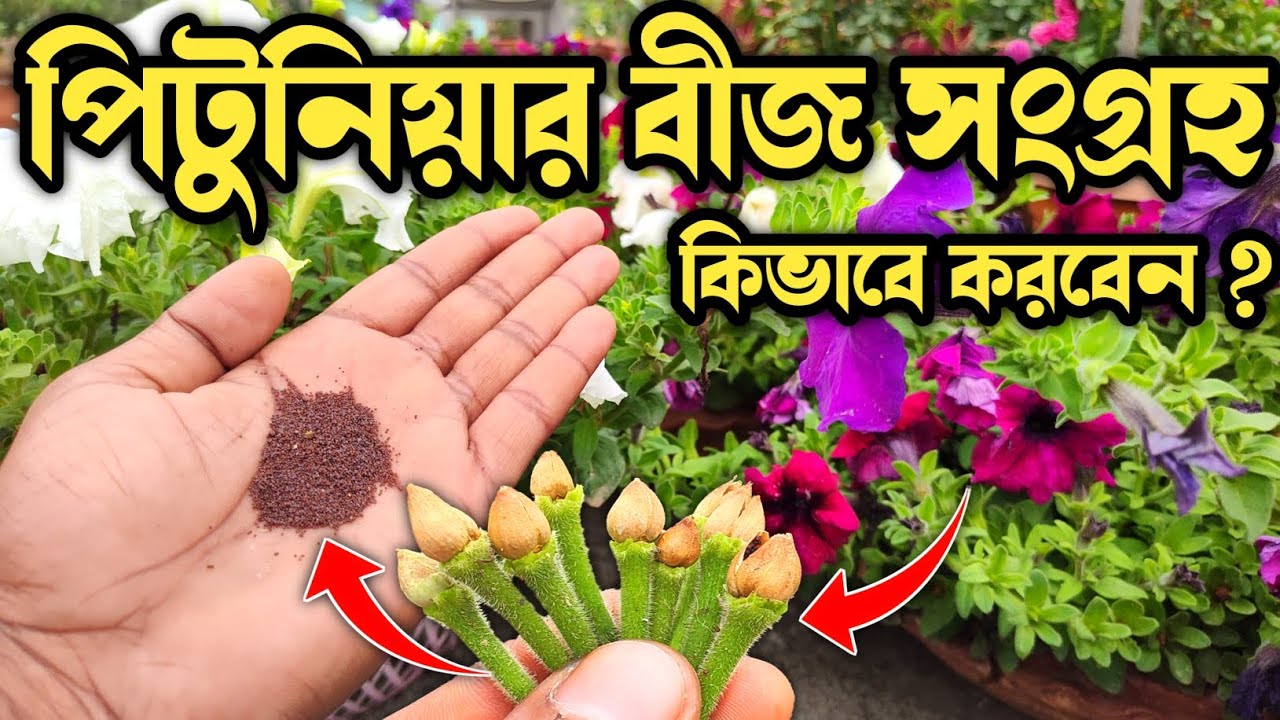 পিটুনিয়ার বীজ সংগ্রহ | পিটুনিয়া ফুলের বীজ সংগ্রহ পদ্ধতি | How To Collect Petunia Seeds ?