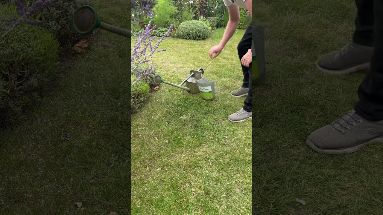 IRON SULPHATE is great at treating Clover #greenerlawn #gardeningtips ##strongerroots #diygardening