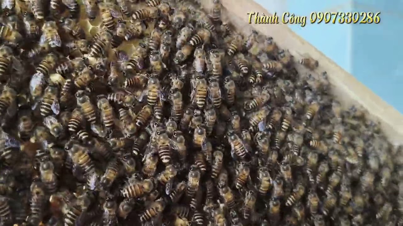 Ngăn chặn hiện tượng tách đàn! 