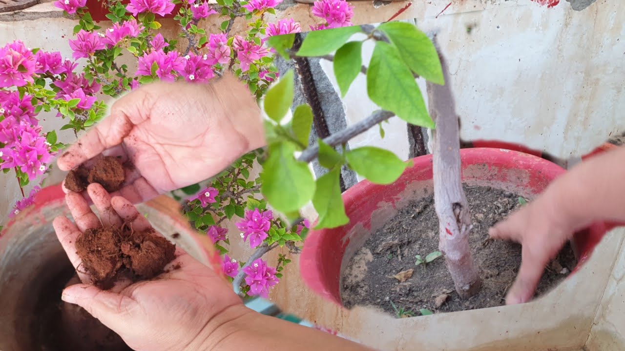 BIG SOIL MISTAKES that Most Gardeners Make || Common Gardening Mistakes that Beginners Make