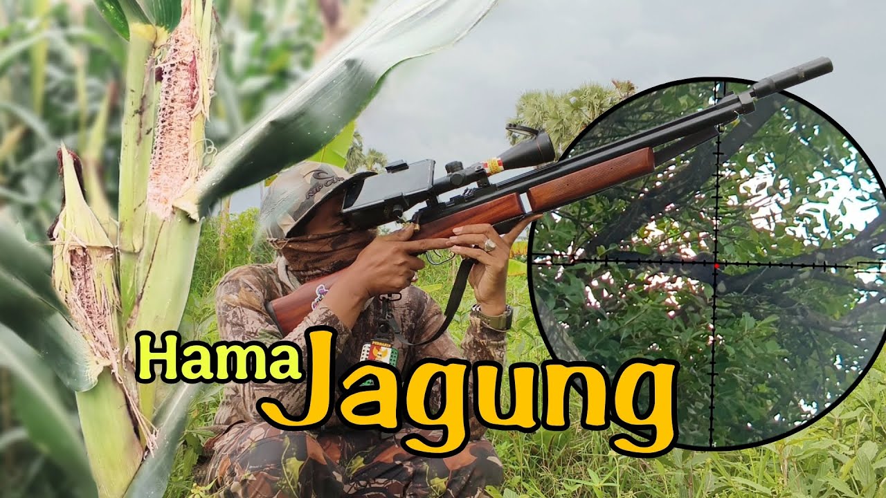 Hama Jagung yg sangat meresahkan Warga, didatangi tim Sniper Ngesot