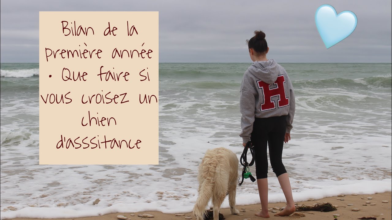 [CHIEN D’ASSISTANCE] Épisode 5: Bilan + comportement à avoir en présence d’un chien d’assistance