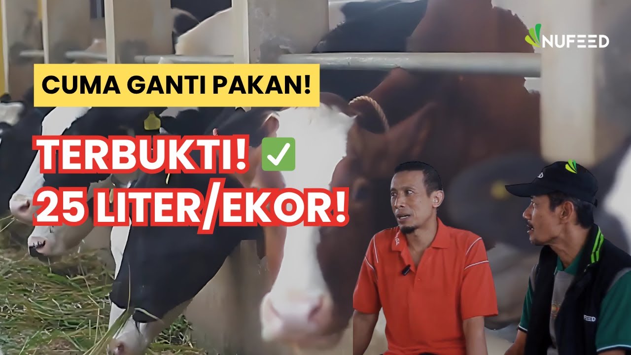 CUMA GANTI PAKAN ⁉️Produksi Susu Peternak Cianjur Tembus 25+ Liter/Ekor! 🐄🥛