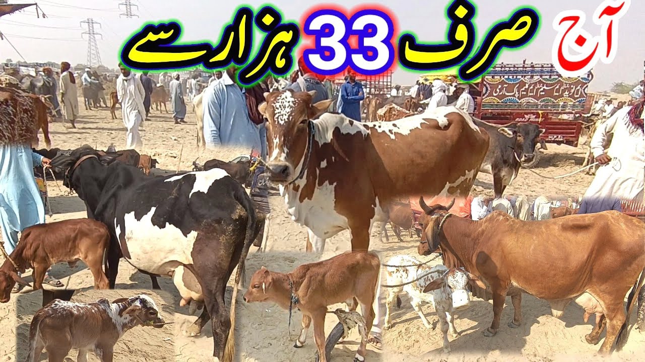 Sahiwal Cholistani Milking Cow Prices Is Very Low in Madrassa Cattle Market / Luddan Mandi.PK