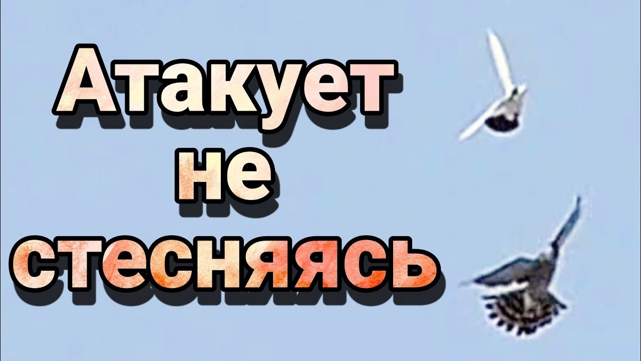 Голубь уходит от ястреба (the pigeon dodges the hawk)
