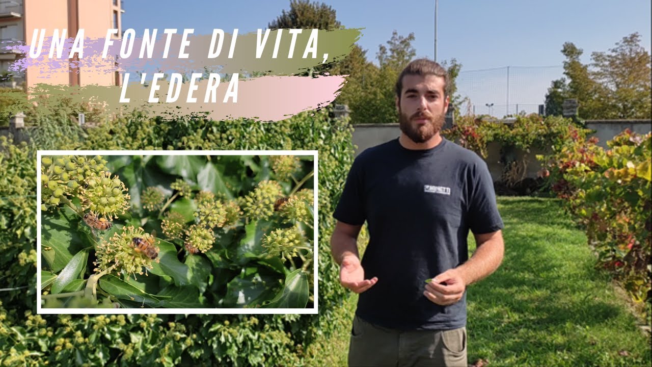 L'EDERA |conosciamo le piante|