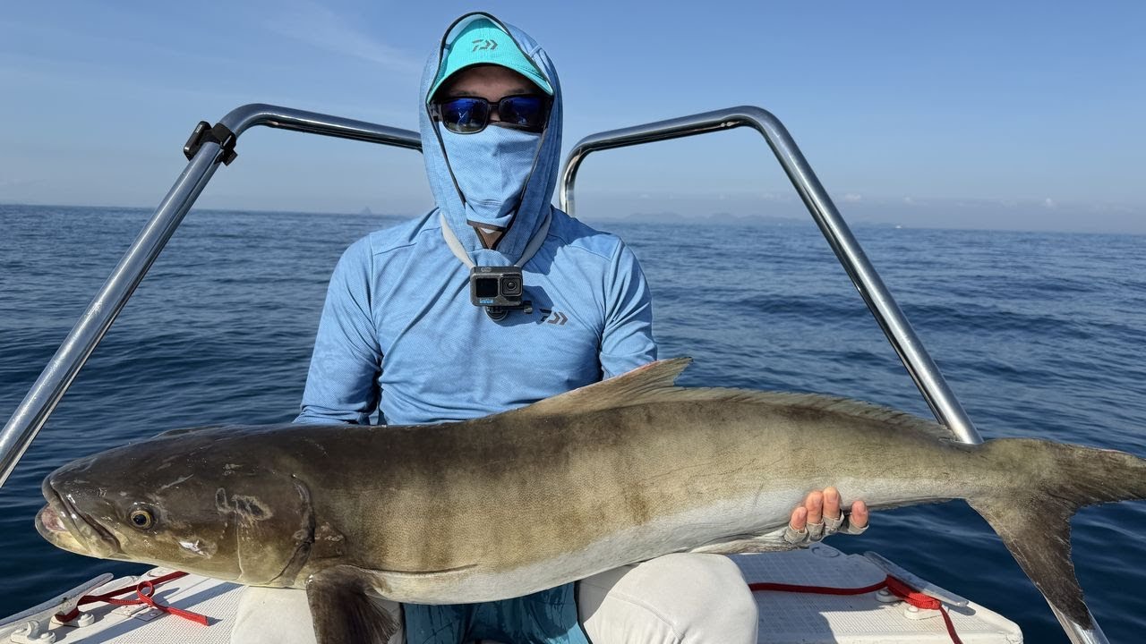 Cobia 19.55 kg (Phuket) Yamaga Blanks Galahad 633S