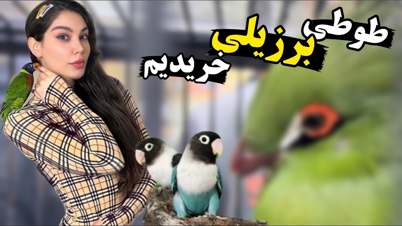 اسمیت فم طوطی جدید خریده😱‌تو بازار پرندگان به جوجه ها سرلاک دادیم و یه برزیلی گرفتیم😍
