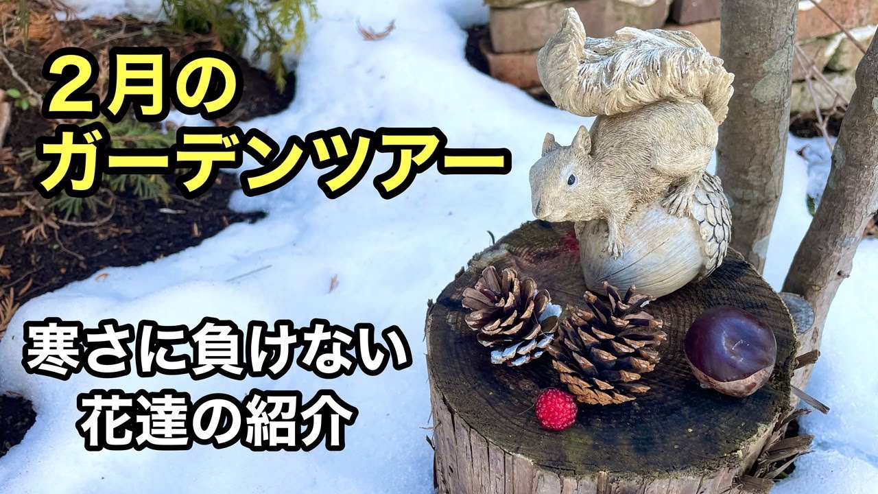 【レアな雪のガーデン】雪のダメージ確認と２月に咲く花々のご紹介動画です。 #gardening #ガーデニング #flowers #garden
