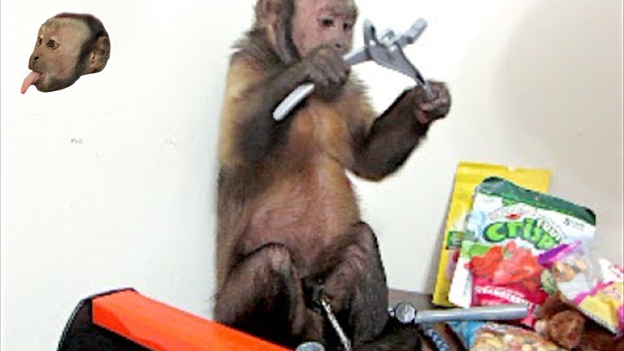 Capuchin Monkey Gets A Tool Box!