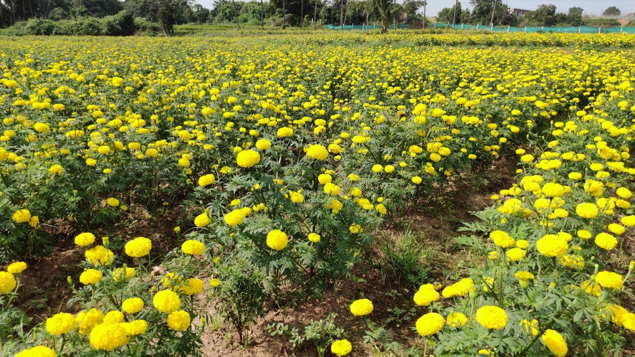 Indus Benz Tall yellow Marigold || After 30 days ||9042856894