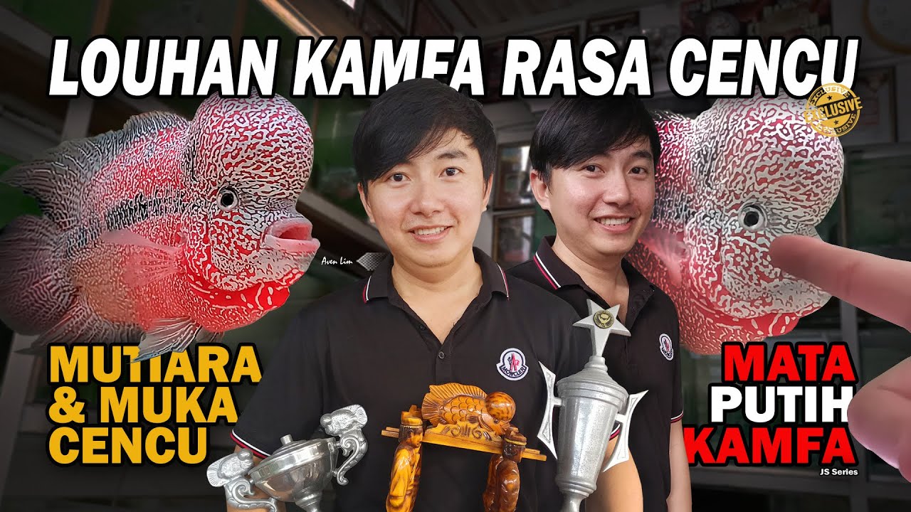 MUTIARA TERSEMBUNYI, BREEDER PENCETAK LOUHAN KAMFA RASA CENCU | JS SERIES