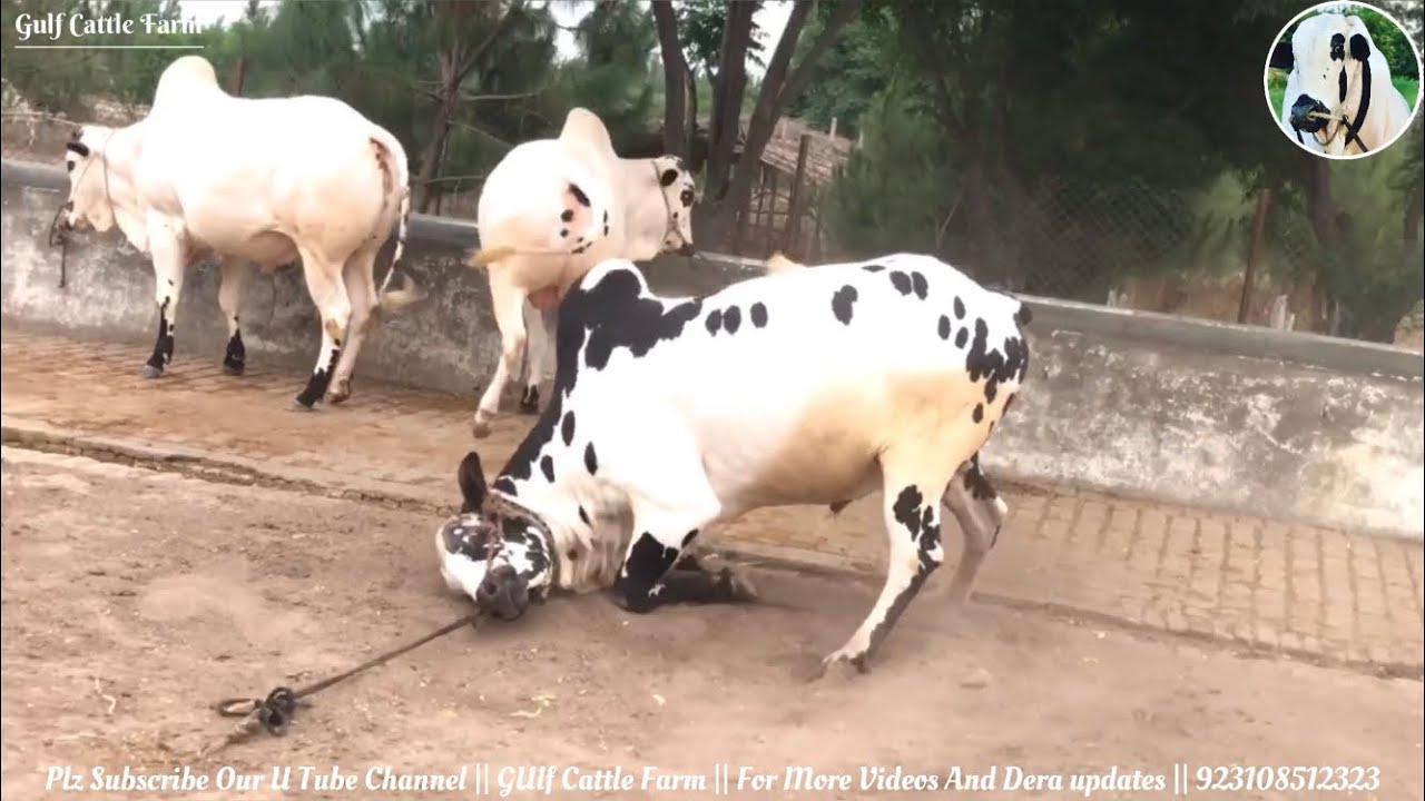 Heavy Athra Dhani Dabba Bull || Masha Allah || Sale Collection 2022 || Gulf Cattle Farm ||Must Visit