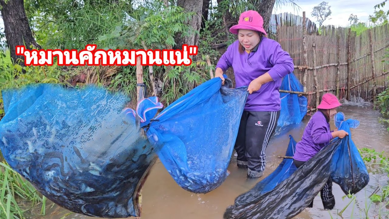 หมานคักแหน่จ้า! ยกแทบไม่ไหวปลาดุกนาโพดโพปลาลงหลี่ในน้ำวันนี้มีแต่ปลา​ 25ก.ย.68