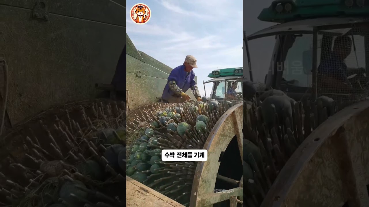 수박 파괴의 비밀: 중국의 볶은 수박씨 제조 과정 - #하루하나의배움