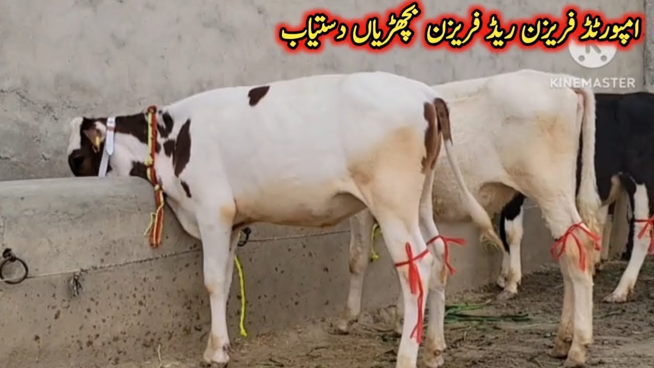 امپورٹڈ فریزن ریڈ فریزن بچھڑیاں دستیاب لوکیشن گوندل منڈی کارگو سہولت آل پاکستان 