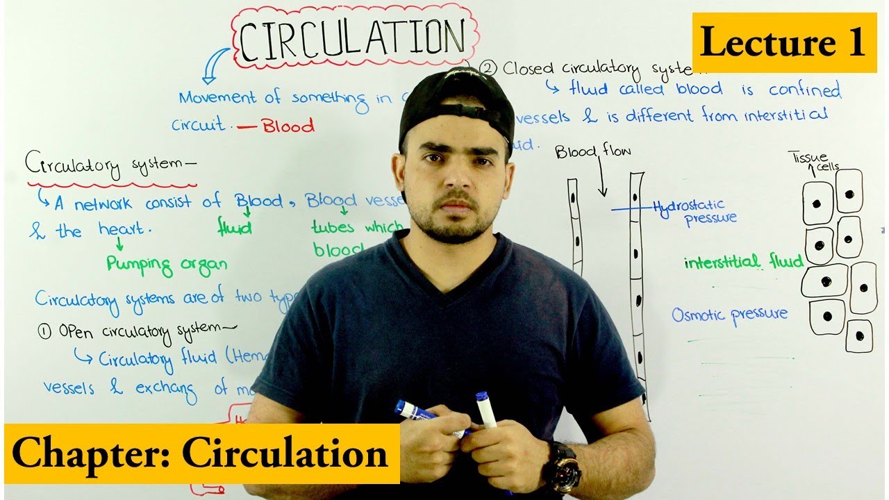 how Circulation works |Circulation and circulatory system overview| Chapter circulation Video 1