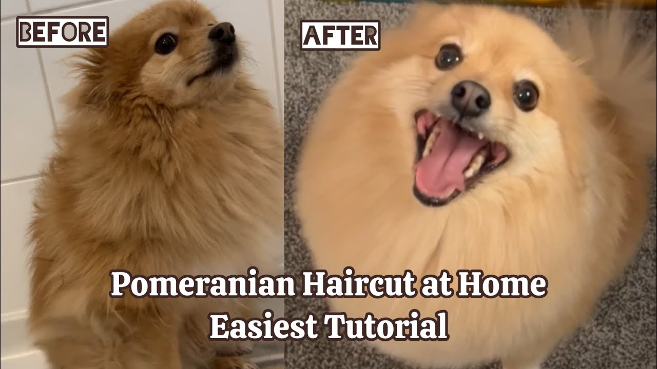 Easy Pomeranian Full Haircut Tutorial At-Home  (FAST PACED)
