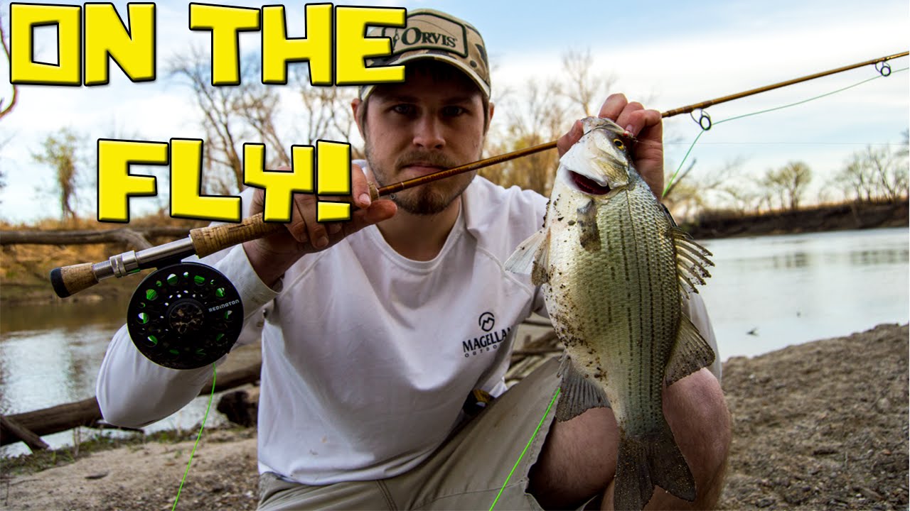 Big White Bass On A Fly Rod