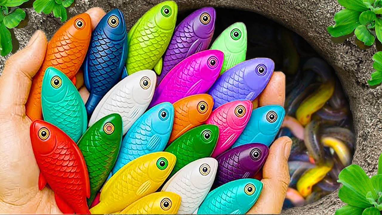 Catch beautiful aquarium fish in small pond baby turtles, pencil fish, rat fish, guppies, angel fish