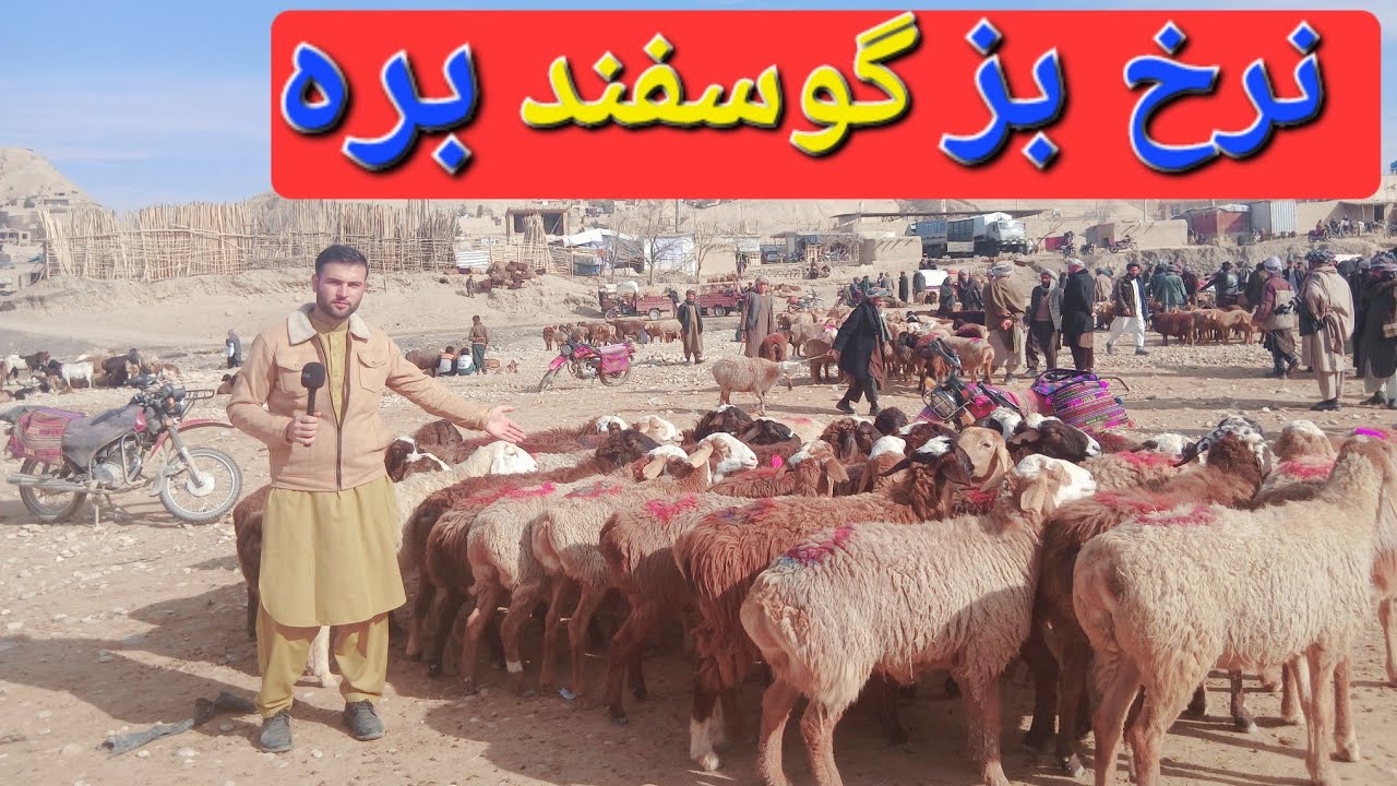 گزارش حیات الله: از بز های پاکستانی قتغنی گوسفند عربی همراهی بره مال بازار قیمت مال صادرات مال قصابی