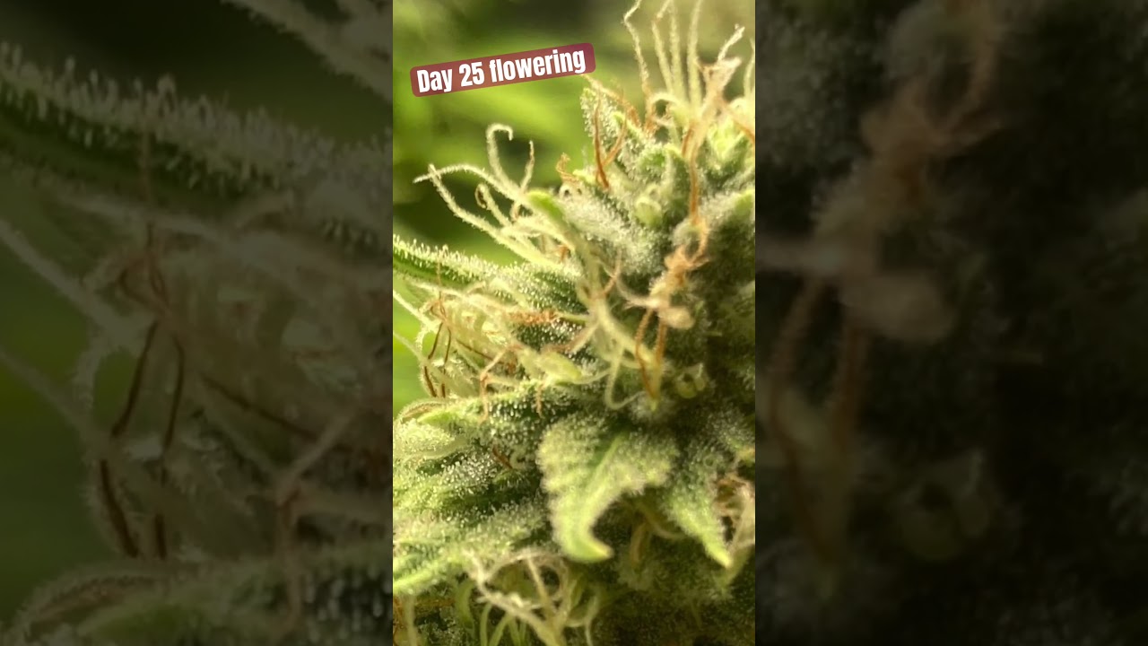🌸  Flowering Day 25 Progress: Exploring Orange Cookies x Chocolate Diesel Cannabis Strain! 🌿