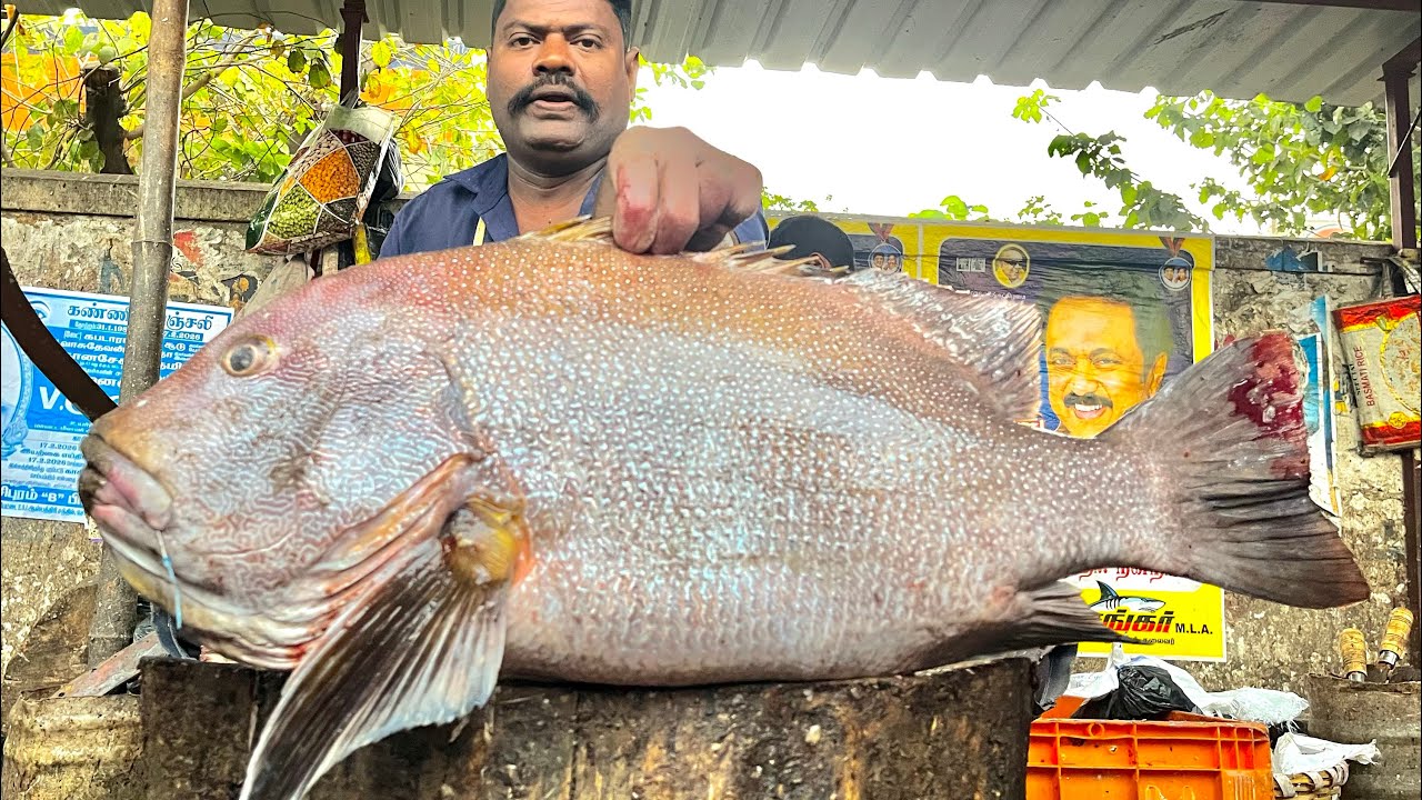 KASIMEDU SPEEDSELVAM BIG SIZE KORLI FISH CUTTING VIDEO #kasimeduselvam #fishcutting 