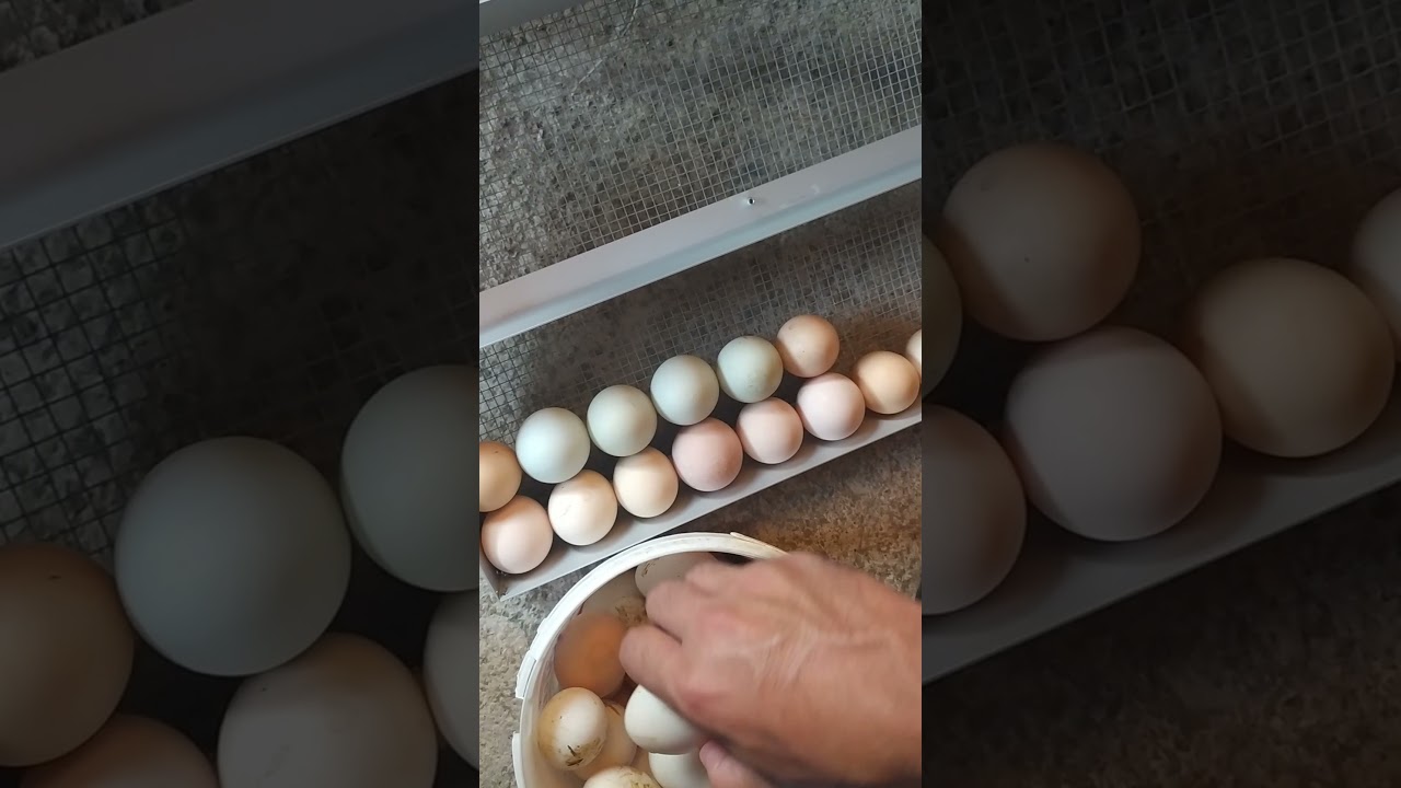 Servo Kuluçka Makinesi Yumurta Dizimi(Heybenim Yumurtaya Can Veren Allah'ım):))