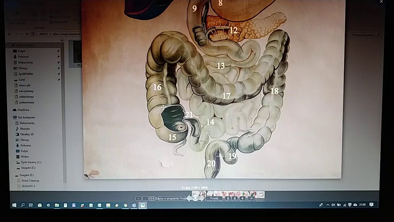 Anatomia w pigułce.  Droga pokarmu.
