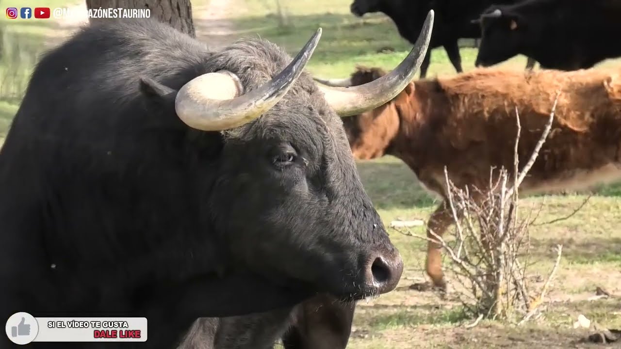 Los Toros Bravos de Finca EquinoTauro y la Primera Vez Que Veo Nacer a un Toro