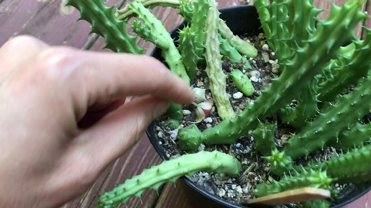 Asclepiads Collection Update And New Addition August 2017