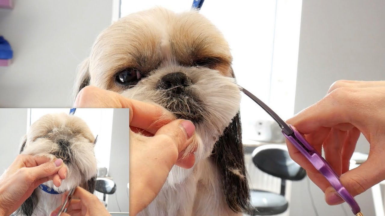 Shih Tzu Head Grooming - PetGroooming