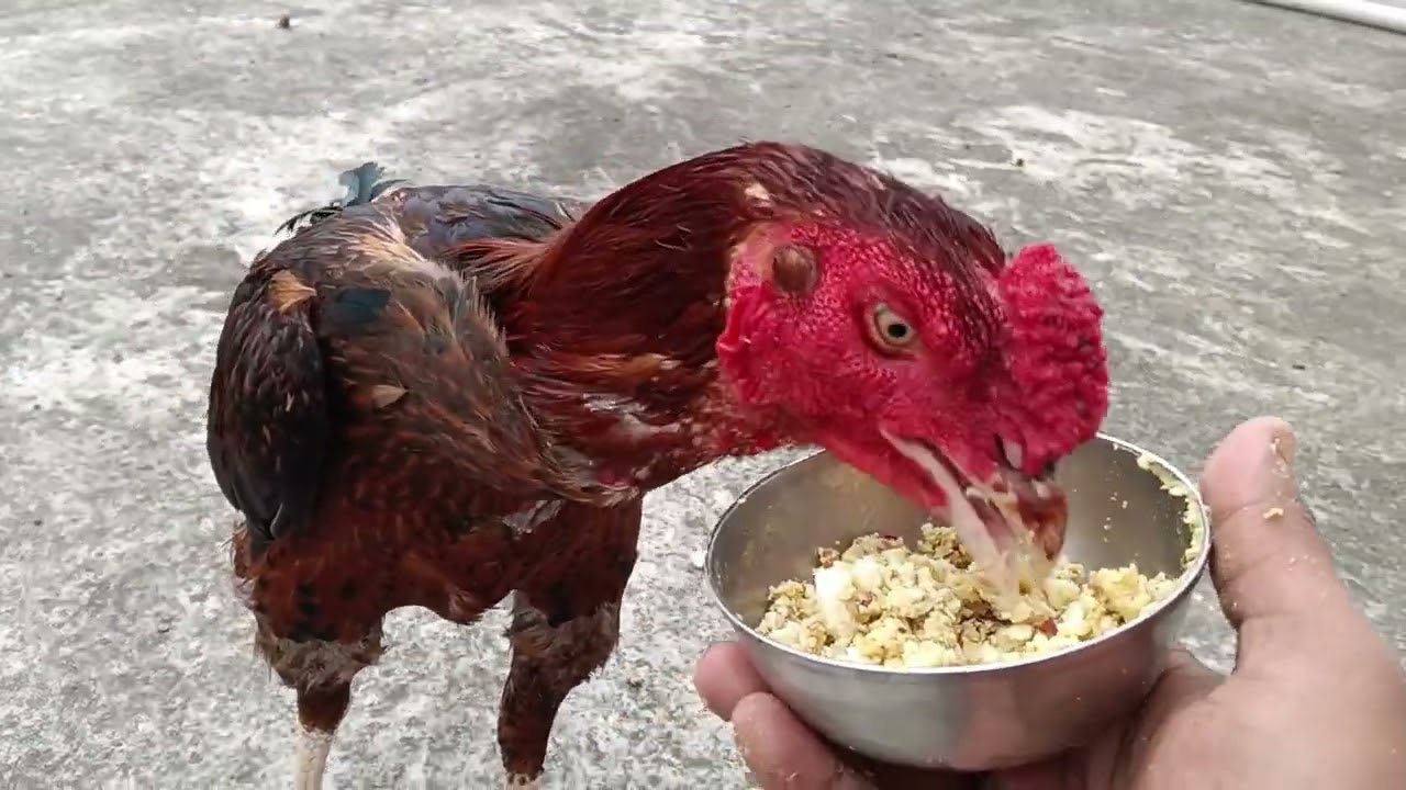Bhut dino k bd vlog aseel birds