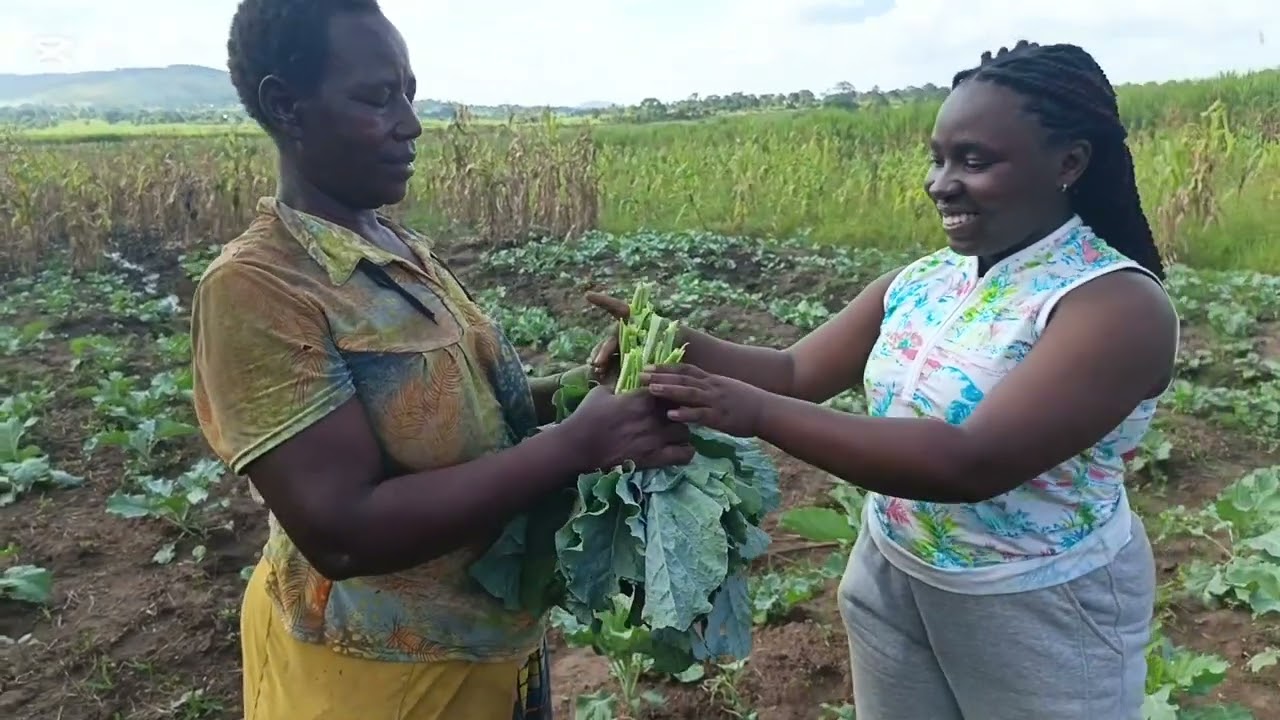 Itwe vegetable growers association project (Sukuma wiki). Tips by pretty Tracy 