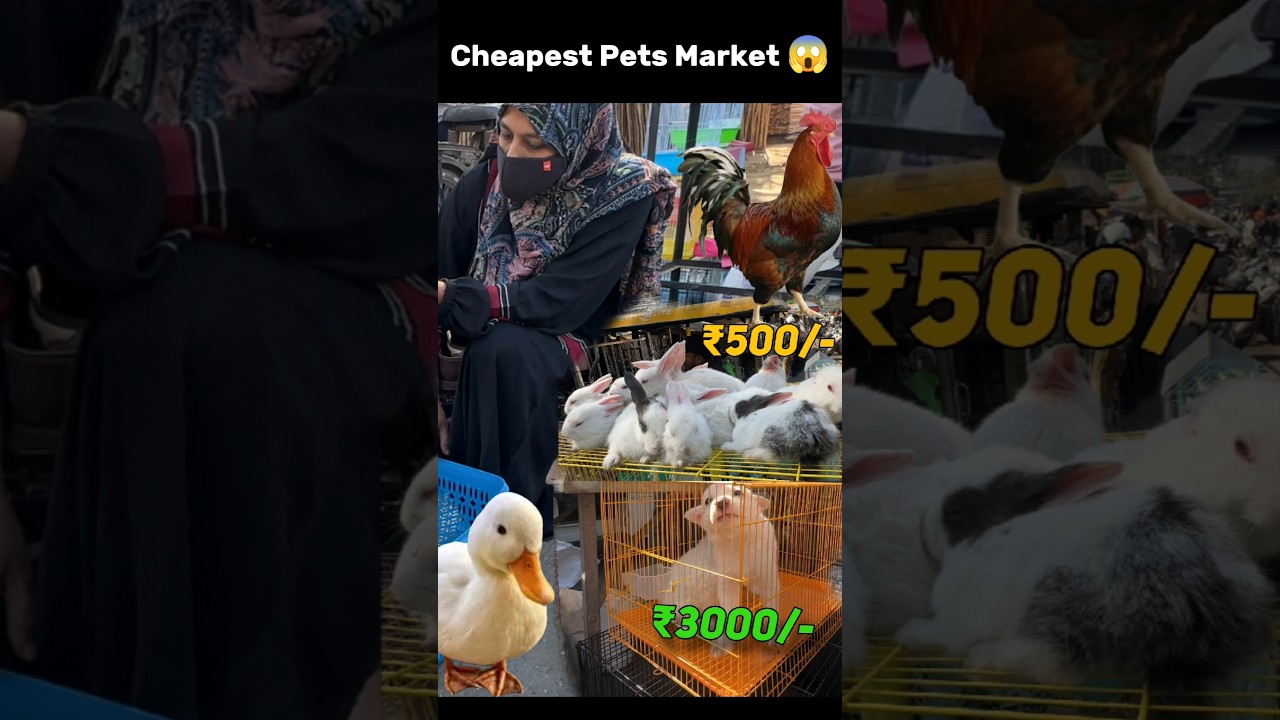Cheapest Pets Market  in india 😱🦆 . #birds #petmarket #doglover