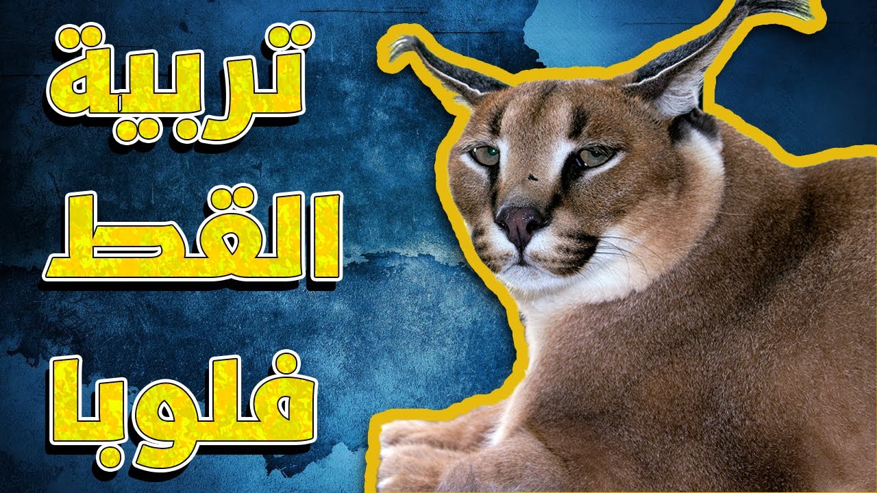 تربية عناق الأرض/فلوبا/وشق الأرض وكل شيء بتحتاجه للعناية فيه