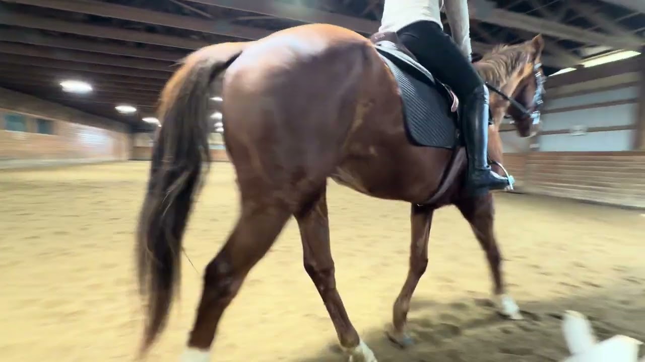 Grace Billot and York - Training Level Test 1