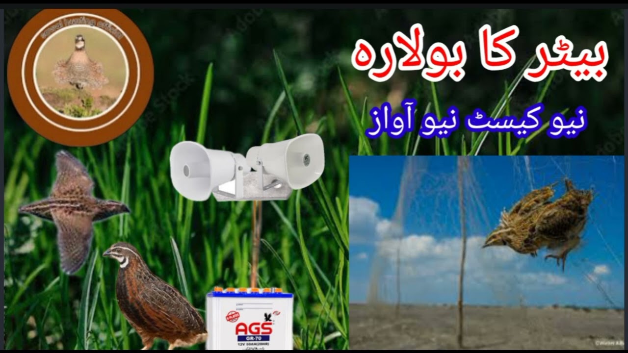 batair ka bolara//batair ki special awaz//@Sawalhunting-sn9vs