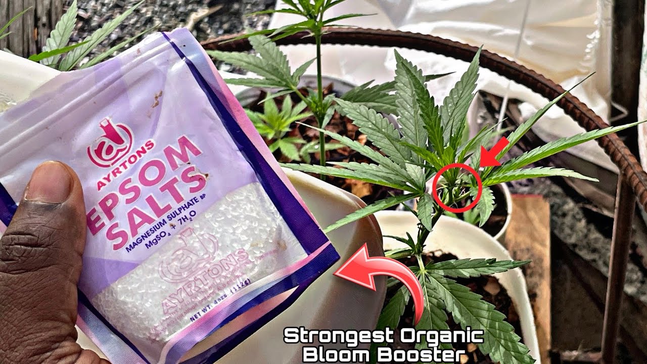 How to make ORGANIC Liquid Fertilizer For FLOWERING plant.