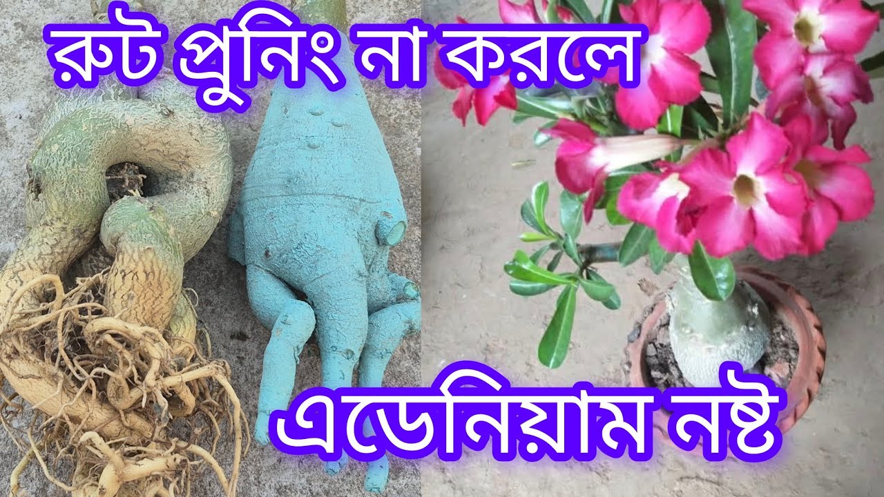 এডেনিয়াম রুট প্রুনিং কেন করতে হবে ? মোটা কডেস্ক সুস্থ গাছের রহস্য 🌱