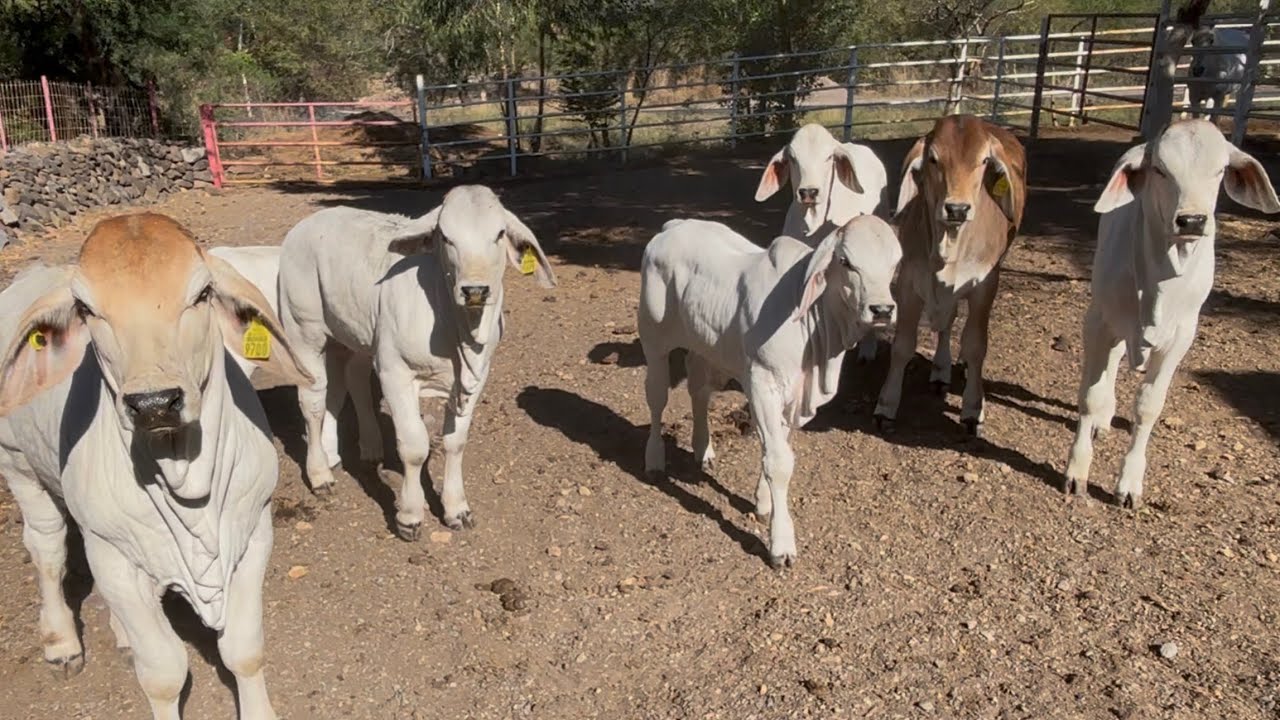 PUROS BECERROS BRAHM&Aacute;N  !!