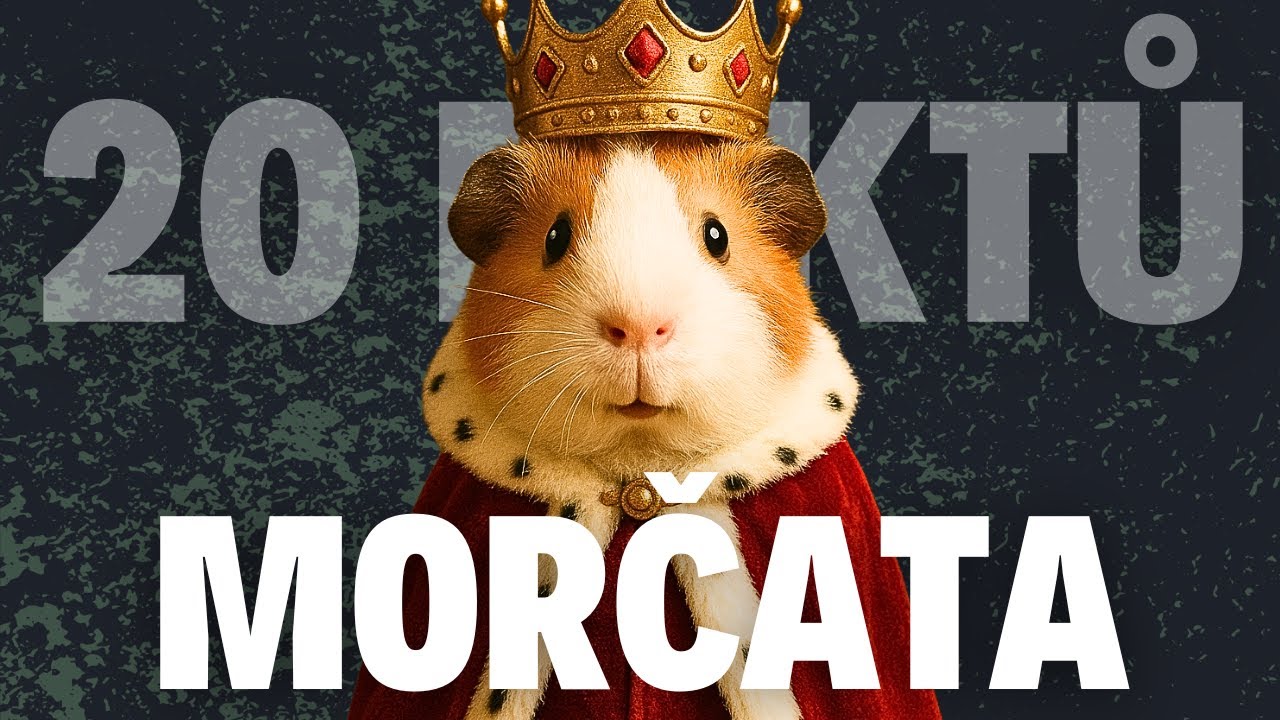 🤯 20 Šílených faktů o Morčatech – Spí s otevřenýma očima a nedokážou se potit! 😳