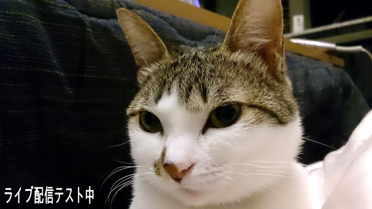 Toshihiko's Live (Test)