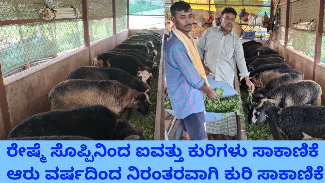 ರೇಷ್ಮೆ ಸೊಪ್ಪಿನಿಂದ ಐವತ್ತು ಕುರಿಗಳು ಸಾಕಾಣಿಕೆ ಆರು ವರ್ಷದಿಂದ ನಿರಂತರವಾಗಿ ಕುರಿ ಸಾಕಾಣಿಕೆ