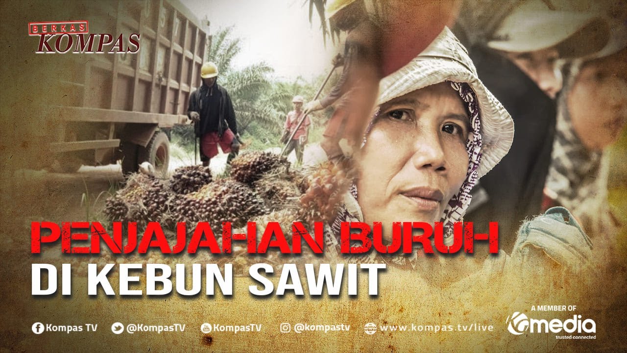[FULL] Buruh Sawit Nelangsa, Serta Banyak dari Mereka yang Menderita | BERKAS KOMPAS