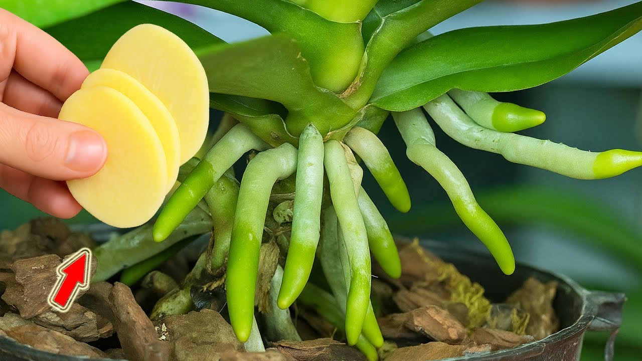 Just 1 Thin Slice! Hundreds Of Orchid Branches Bloom All Year Long!