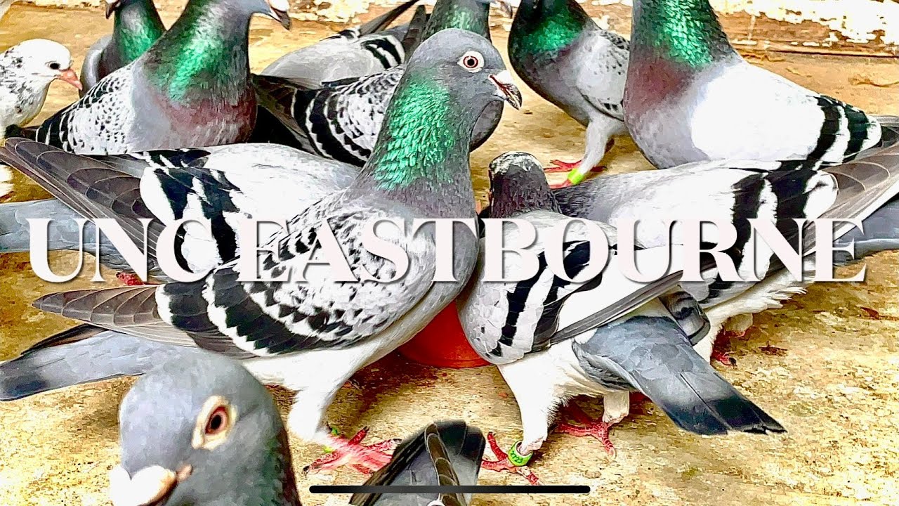 Школа UNC EASTBOURNE NATIONAL PLAINSFARM — гоночные голуби 2025 (еще одна сложная гонка)