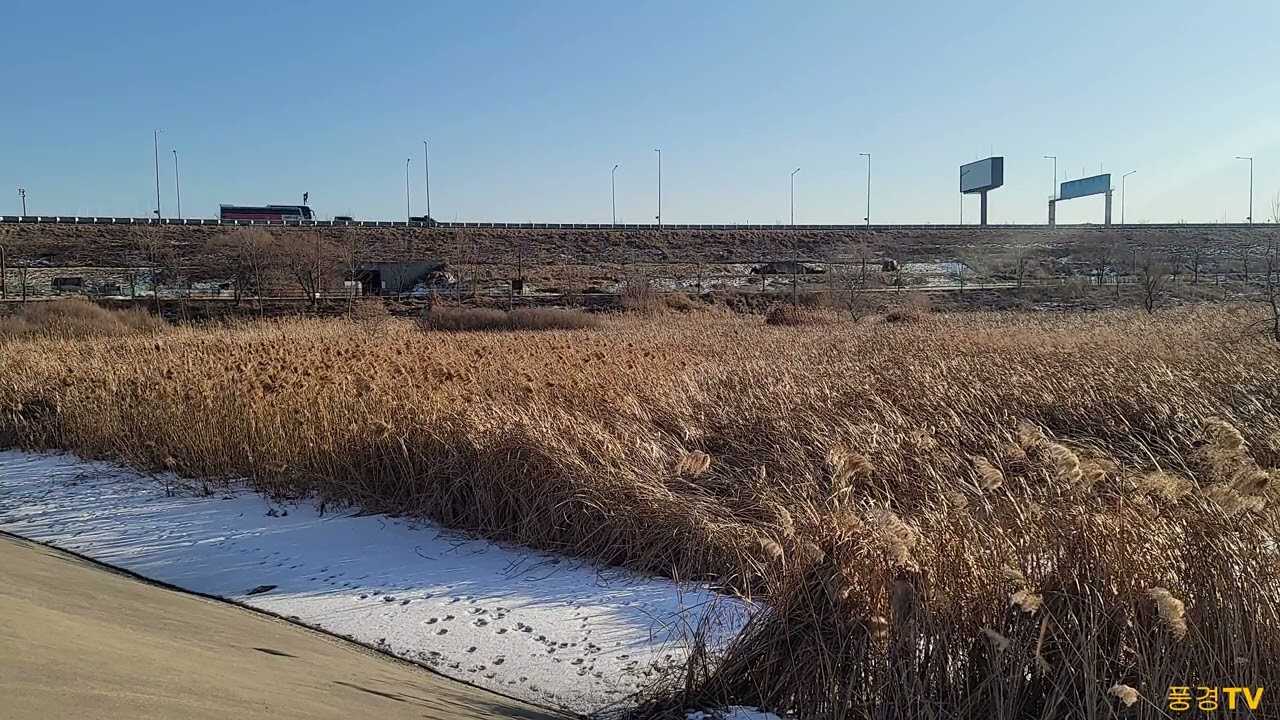 눈내린 갈대밭/Snowy field of reeds.