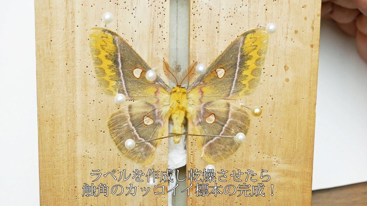 【チョウ目（鱗翅目）ヤママユガ科/昆虫標本】クロウスタビガの標本の作り方（蛾）
