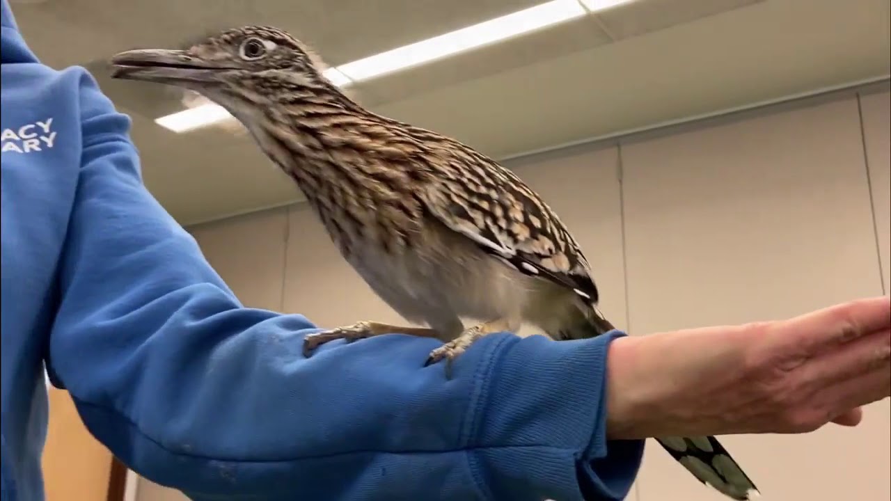 Bird Show BTS: Meet Roscoe